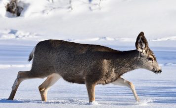 HELPING WINTER WILDLIFE