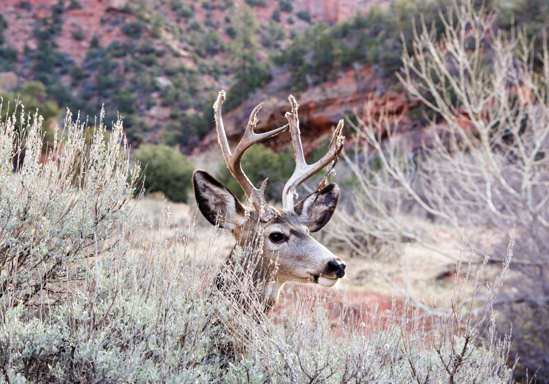 CWD FOUND IN SALT LAKE COUNTY FOR FIRST TIME