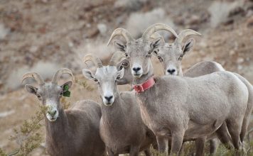 BIGHORN SHEEP RELEASED