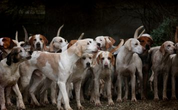 NEVADA VOTES TO CONTINUE BEAR HUNTING WITH HOUNDS