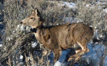 FAWN SURVIVAL RATE LOOKS GOOD SO FAR