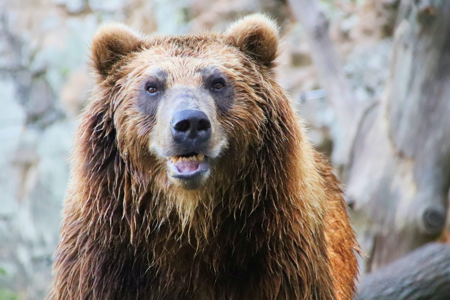 GRIZZLY BEAR RELOCATED AWAY FROM LIVESTOCK | EHUNTR