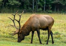 MISSOURI FINISHS FIRST MODERN ELK HUNT