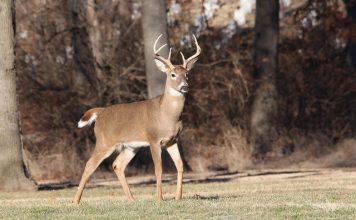 EHD KILLS 400+ WHITETAIL