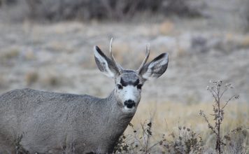 CHANGES FOR ARIZONA ARCHERY OVER THE COUNTER DEER HUNTERS