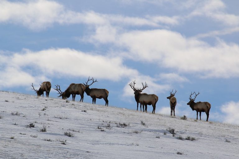 THE TOP 6 ELK CARTRIDGES | EHUNTR