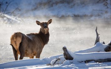 NEW MEXICO YOUTH ENCOURAGEMENT HUNTS