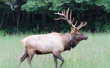 ELK IN THE OZARKS