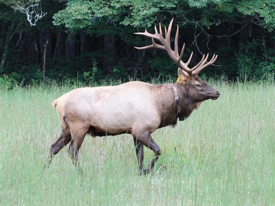 ELK IN THE OZARKS | MISSOURI ELK REINTRODUCTION | EHUNTR