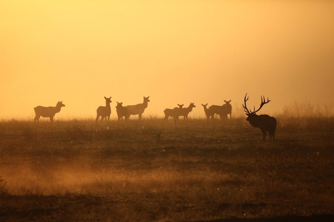 BIG CHANGES TO HUNTING IN COLORADO