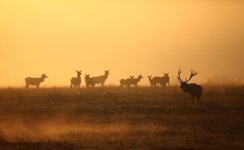 BIG CHANGES TO HUNTING IN COLORADO