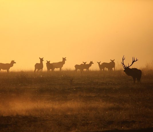 BIG CHANGES TO HUNTING IN COLORADO