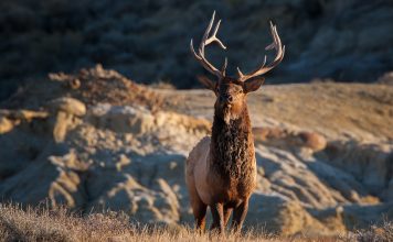 SOUTH DAKOTA LIKELY TO EXPAND ELK HUNTING OPPORTUNITIES