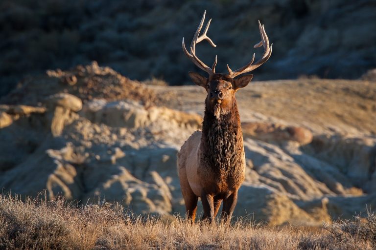 SOUTH DAKOTA LIKELY TO EXPAND ELK HUNTING OPPORTUNITIES EHUNTR