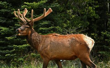 COLORADO'S NEW HUNTER RESERVATION SYSTEM