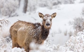 FISH & GAME DISPATCHES FIVE ELK