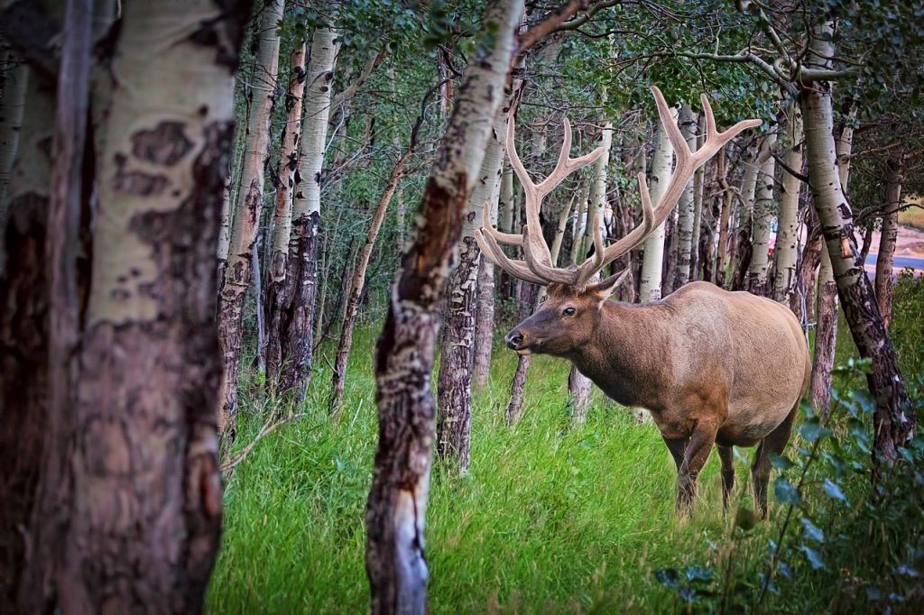 Colorado Leftover Elk Tags 2024 Dates Cassey Judith