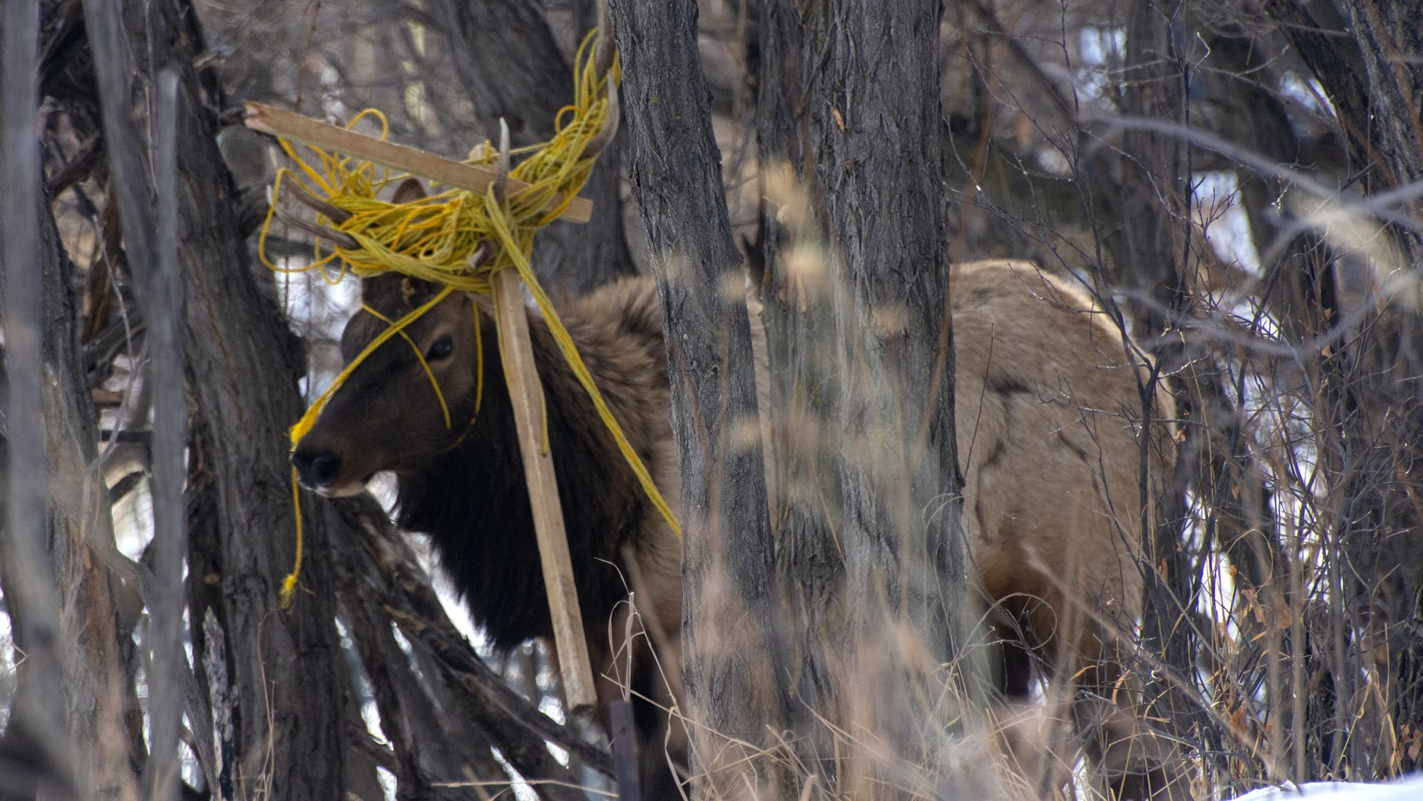 Cpw Rescuse Elk That Became Entangled In Rope Ehuntr