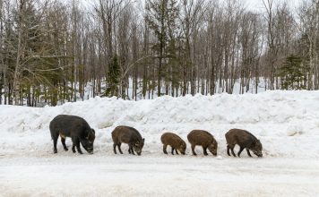 MONTANA WORRIES ABOUT CANADIAN FERAL HOGS