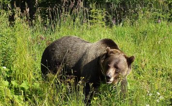 WGFD GRIZZLY BEAR TRAPPING