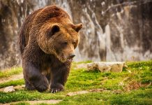 ACTIVISTS SUE FOR REVIEW OF GRIZZLY BEAR PROTECTIONS