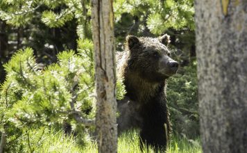 MONTANA TEEN ATTACKED BY BEAR