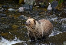 GRIZZLY BEAR KILLS LIVESTOCK IN NORTHERN IDAHO