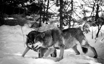 GROUPS PREPARE TO SUE IDAHO OVER WOLF MANAGEMENT