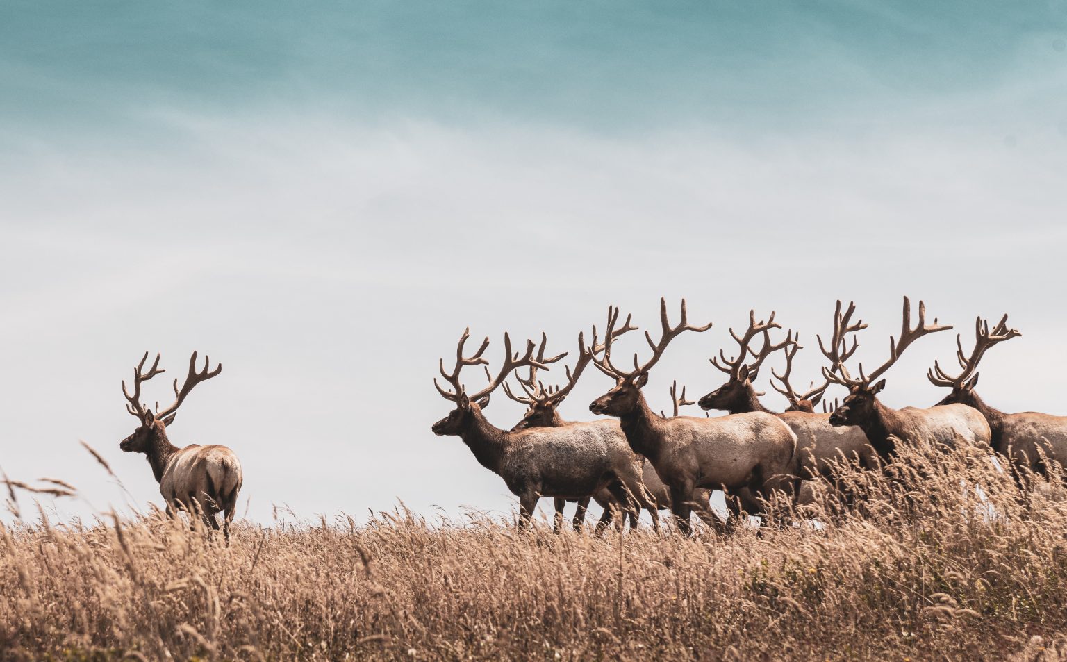 2020 COLORADO HUNTING CHANGES | EHUNTR