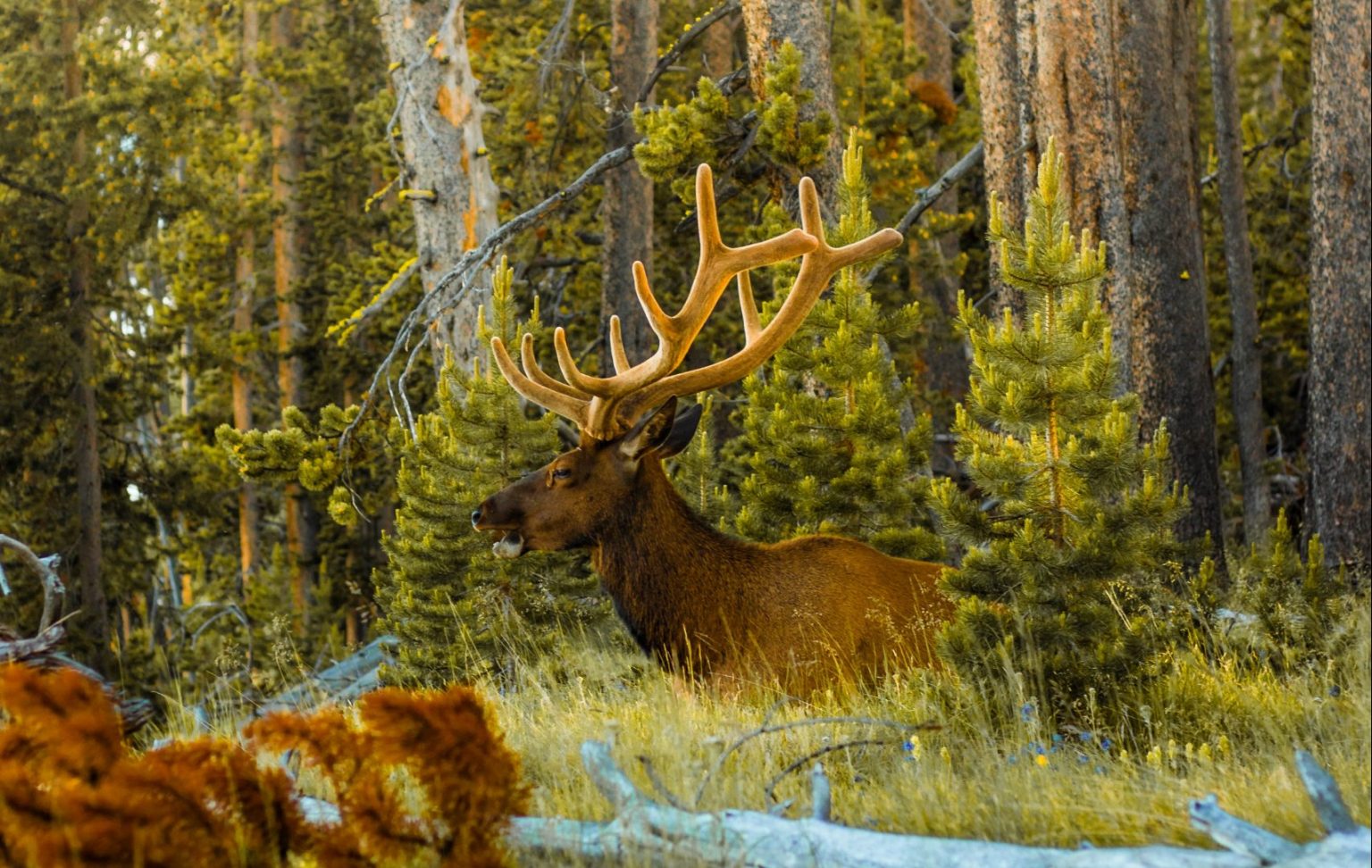 WYOMING BIG GAME APPLICATION DEADLINE APPROACHES EHUNTR