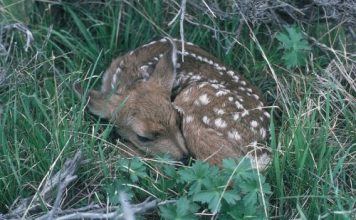 Deer fawn to drug bust