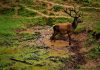 CERTIFICATE NEEDED TO SELL SHED ANTLERS