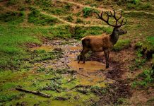 CERTIFICATE NEEDED TO SELL SHED ANTLERS