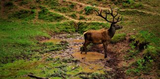 CERTIFICATE NEEDED TO SELL SHED ANTLERS