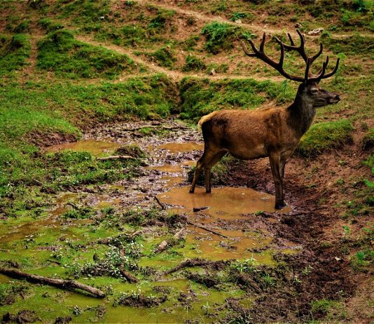 CERTIFICATE NEEDED TO SELL SHED ANTLERS