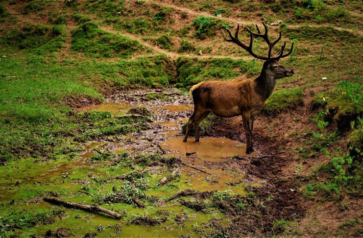 CERTIFICATE NEEDED TO SELL SHED ANTLERS