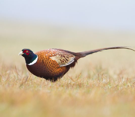 UTAH UPLAND GAME CHANGES