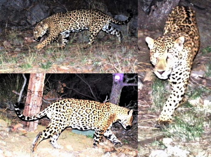 JAGUAR SPOTTED IN SOUTHERN ARIZONA | EHUNTR