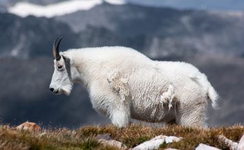 MOUNTAIN GOAT GUNNING STARTS UP.... AGAIN