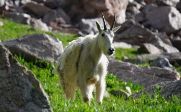 IDAHO CONSIDERING MOUNTAIN GOAT INDENTIFICATION MANDATE