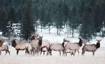 NEW FENCES ASSIST IN WYOMING WILDLIFE MIGRATION