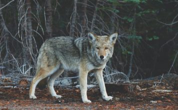 TENNESSEE DEBATES OVER COYOTE NIGHT HUNTING