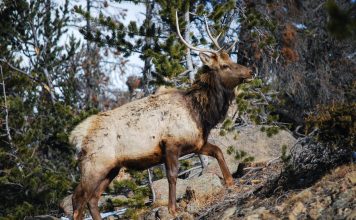 WYOMING ASKS HUNTERS TO HELP TEST FOR BRUCELLOSIS