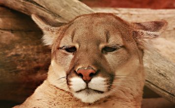 YEAR-ROUND COUGAR HUNTING SUGGESTED IN UTAH