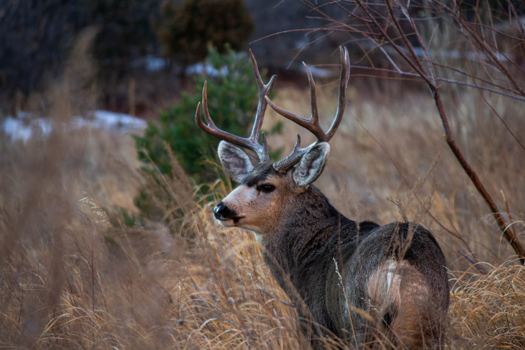 ENERGY PRODUCTION AND MULE DEER | EHUNTR