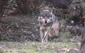 Wolf Reintroduction