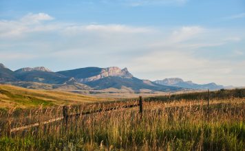 AUCTION RAISES MORE THAN $260,000 FOR MONTANA WILDLIFE