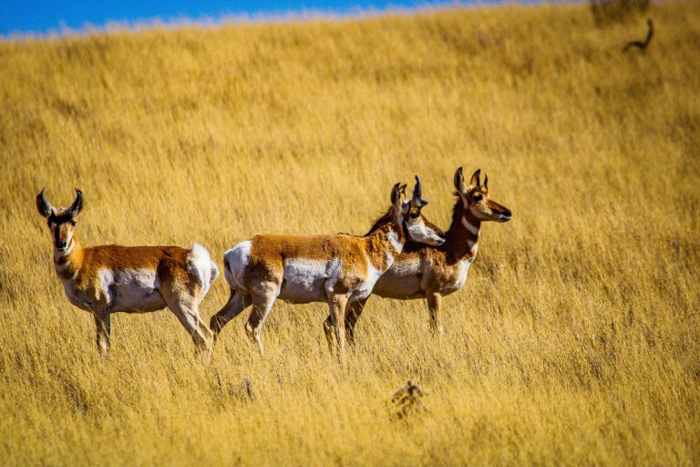 OREGON CONTROLLED HUNTS APPLICATION DEADLINE NEARS EHUNTR