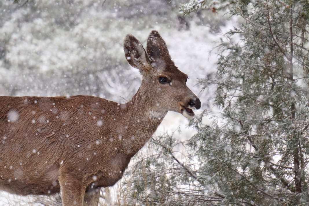 wyoming-game-and-fish-conducts-mule-deer-study