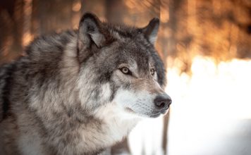 FWP COMMISSION CONSIDERS WOLF TRAPPING CHANGES